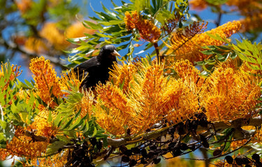 35 SILKY OAK TREE Orange Flower Southern Silver Oak Grevillea Robusta Seeds